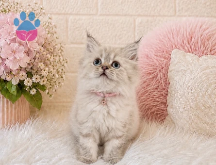 British Longhair Lynx Point Dişi Yavrumuz - 4468