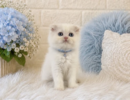 Scottish Fold Longhair Erkek Yavrumuz - 4469