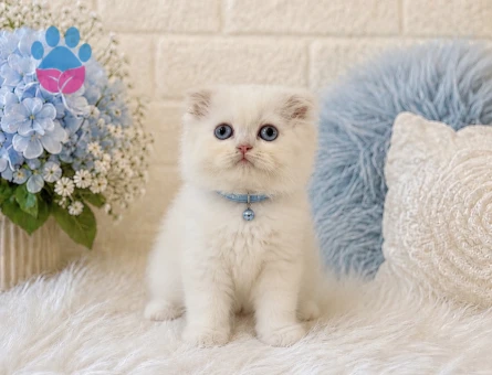 Scottish Fold Longhair Erkek Yavrumuz
