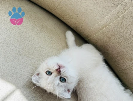 British Shorthair Lynx Süleymanpasa Tekirdag