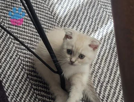 British Shorthair Lynx Süleymanpasa Tekirdag