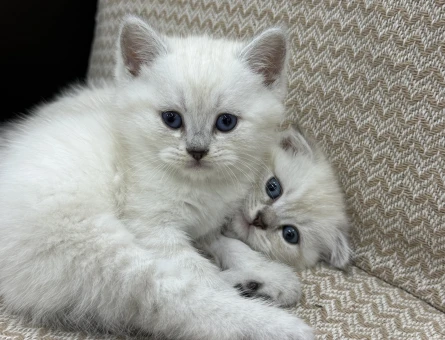 British Shorthair 2 Aylık Yavrular - 4472
