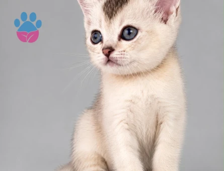 Bristsh silver taby 2 Aylık