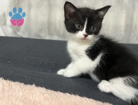 3 tane yavru kedi anne tekir baba biritish