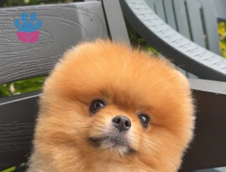 Pomeranian boo 1 Yaşında Yuva Arıyor