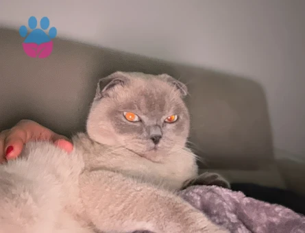 Scottish Fold 1 Yaşında Erkek