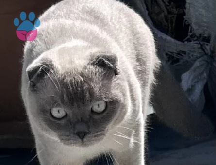 Scottish Fold 1 Yaşında Erkek - 118984092