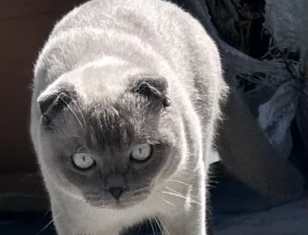 Scottish Fold 1 Yaşında Erkek - 118984092
