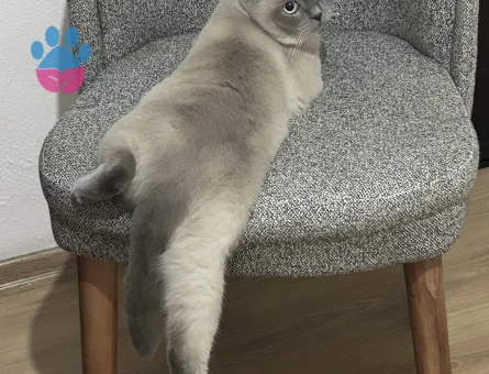 Scottish Fold 1 Yaşında Erkek