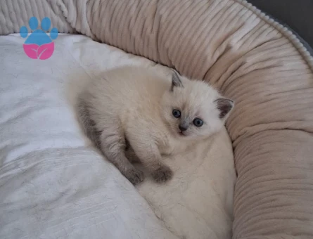 Tatlı kızımız yeni yuvasını arıyor