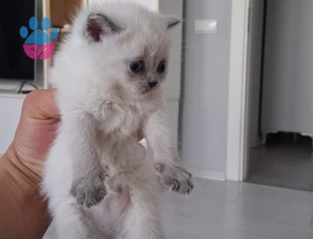 Tatlı kızımız yeni yuvasını arıyor