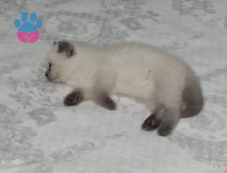 Tatlı kızımız yeni yuvasını arıyor