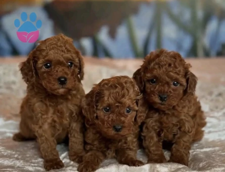Red Brown Toy Poodle Mini Yavrular