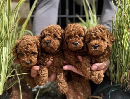 Red Brown Toy Poodle Mini Yavrular - 4989