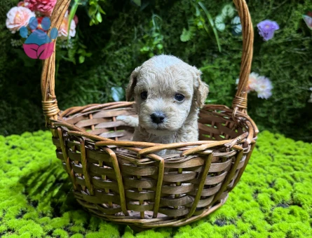En küçük boy maltipoo bebekler - 4995