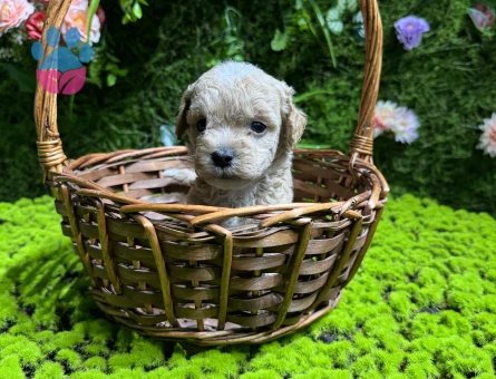 En küçük boy maltipoo bebekler