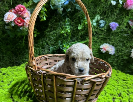 Teacup maltipoo bebekler - 4996