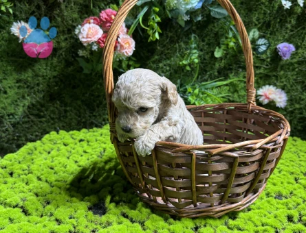 Teacup maltipoo bebekler