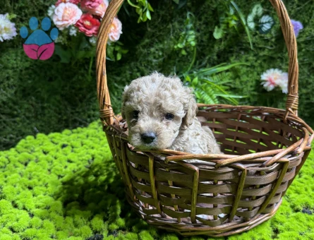 Mini boy maltipoo bebekler