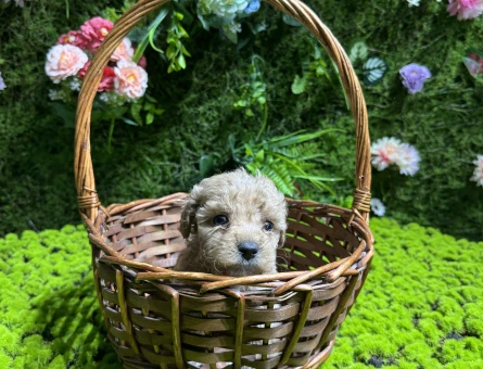 Mini boy maltipoo bebekler - 4997
