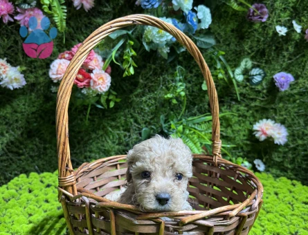 Mini boy maltipoo bebekler