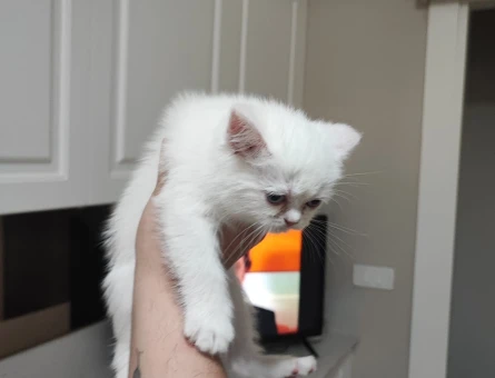 British Shorthair 2 Aylık Yuva Arıyor - 5001