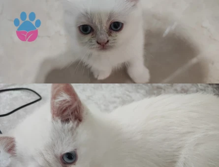 British Shorthair 2 Aylık Yuva Arıyor