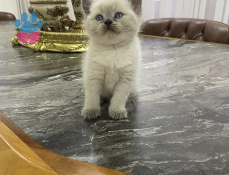 British Shorthair 2 Aylık Yuva Arıyor