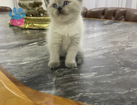 British Shorthair 2 Aylık Yuva Arıyor