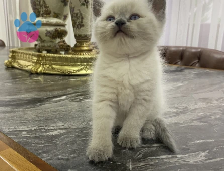 British Shorthair 2 Aylık Yuva Arıyor