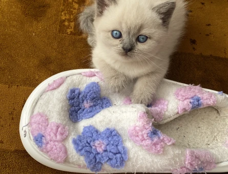 British Shorthair 2 Aylık Yuva Arıyor - 5002