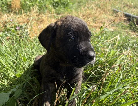 SİYAH VE KAPLAN DESENLİ ( TİGER ) CANE CORSO YAVRULARIMIZ - 5003