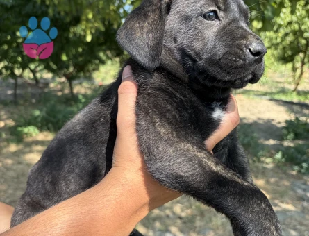 SİYAH VE KAPLAN DESENLİ ( TİGER ) CANE CORSO YAVRULARIMIZ