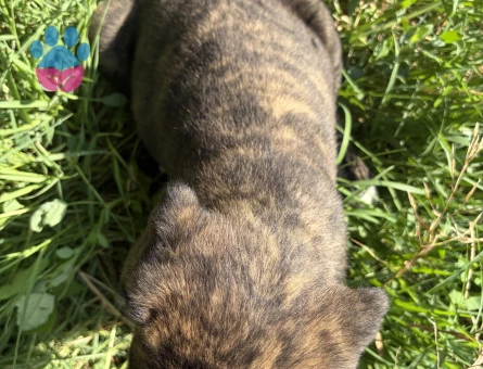 SİYAH VE KAPLAN DESENLİ ( TİGER ) CANE CORSO YAVRULARIMIZ