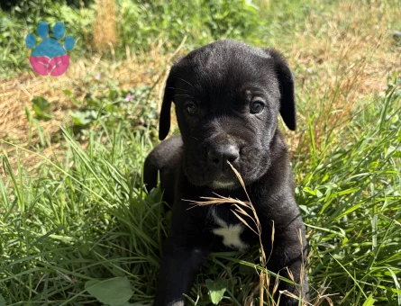 SİYAH VE KAPLAN DESENLİ ( TİGER ) CANE CORSO YAVRULARIMIZ