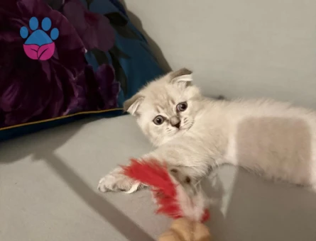 Orjinal Scottish yavru