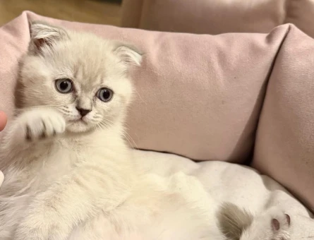 Orjinal Scottish yavru