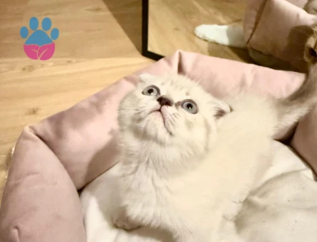 Orjinal Scottish yavru