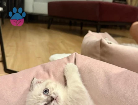 Orjinal Scottish yavru