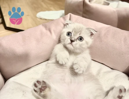 Orjinal Scottish yavru