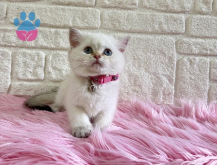 British Shorthair Silver point Dişi 2 Aylık