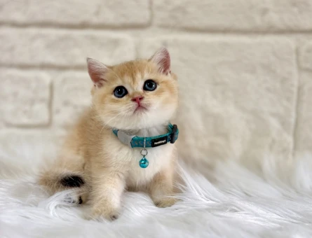 British Shorthair Golden Ny12 Erkek