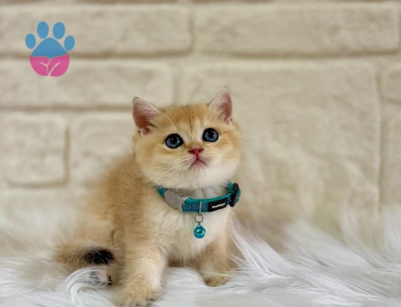 British Shorthair Golden Ny12 Erkek