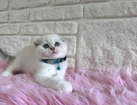 Scottish Fold Bluepoint Topaç Kafa Erkek 2 Aylık