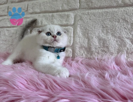 Scottish Fold Bluepoint Topaç Kafa Erkek 2 Aylık