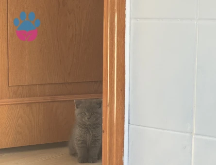 British Shorthair Erkek Yuva Arıyor
