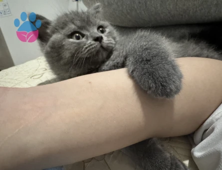 British Shorthair Erkek Yuva Arıyor