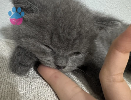 British Shorthair Erkek Yuva Arıyor