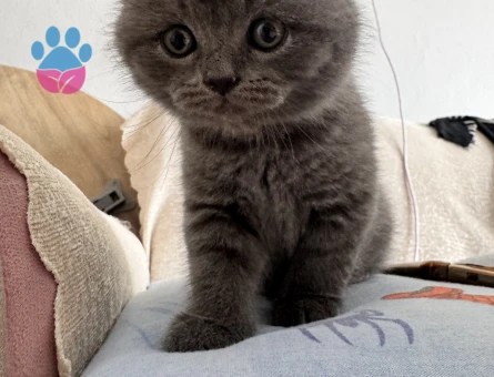 British Shorthair Erkek Yuva Arıyor