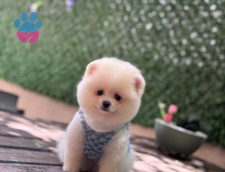 Pamuk Şekeri Pomeranian Boo